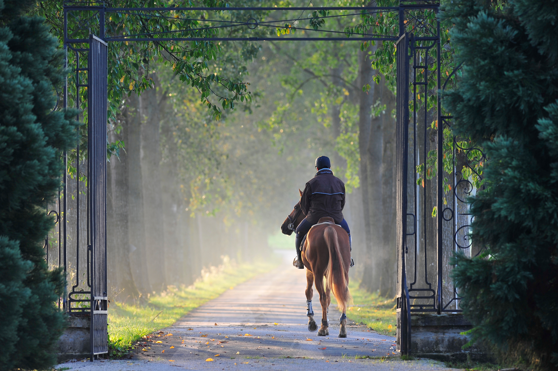 Allée d'honneur du Domaine du Faucon au petit matin